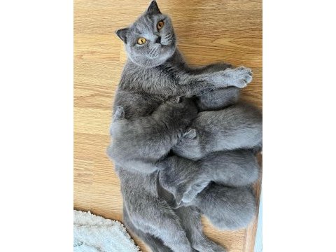 Scottish fold sağlıklı dişi 3 yaşında