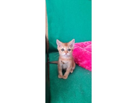 British shorthair kedisi