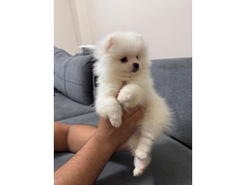 Orjinal ukranie white pomeranian boo