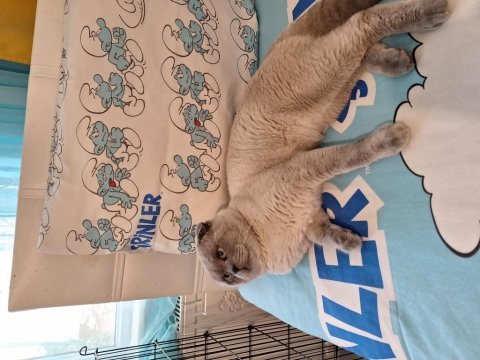 50 günlük scottish fold yavrular