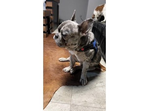 French bulldog 2 yaşında erkek