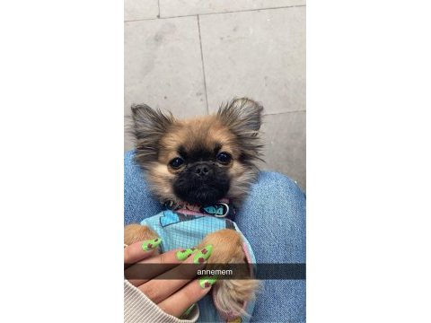 Sisi pekinez köpeği