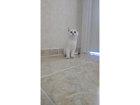 Anne baba full şecereli kedimiz