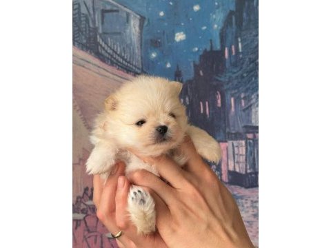 A kalite pomeranian bebeklerim