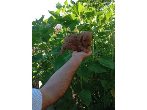 Mini boy poodle yavrularımız ırk garantili teslim