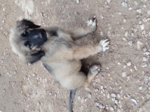 Karabaş kurtboğan cinsi kangal