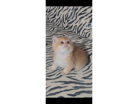 British shorthair kedisi