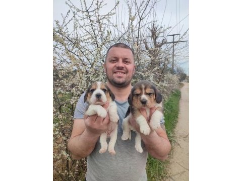 Beagle yavrular