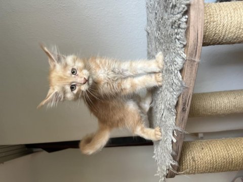 A kalite safkan maine coon