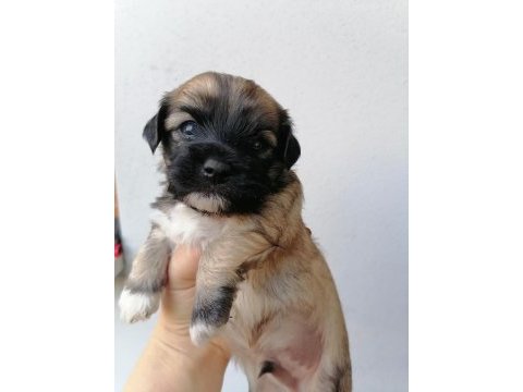Çok sevimli mınnaklar maltipoo