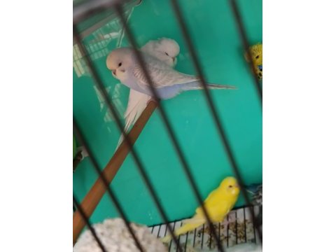 Jumbo muhabbet kuşu yavrulari