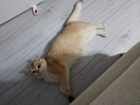 Golden british shorthair