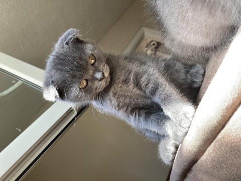 Scottish fold ve british fold yavrular