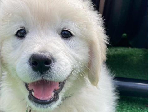 White golden retriever puppy erkek