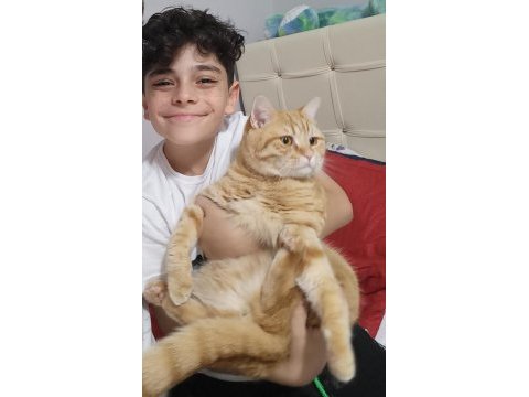 Kedimize yeni yuva arıyoruz
