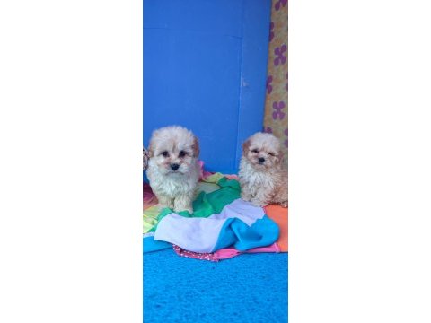 İnanılmaz güzellikte maltipoo yavrular