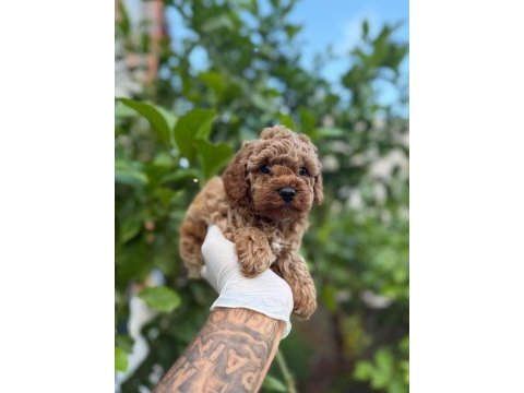 Sağlıklı poodle yavrular