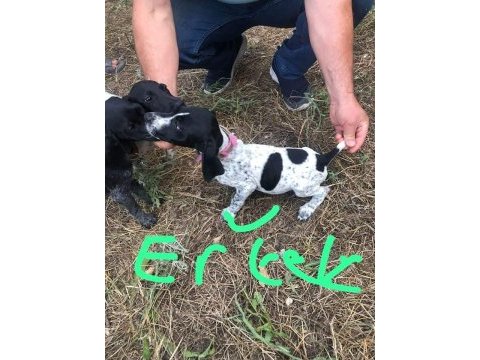 Yavru köpeklerimiz eğitime hazır