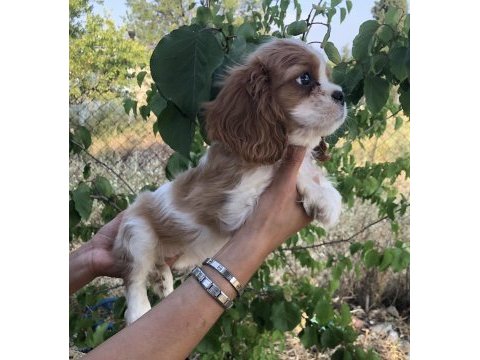 Ev ortamından biblo gibi cavalier king charles bebek