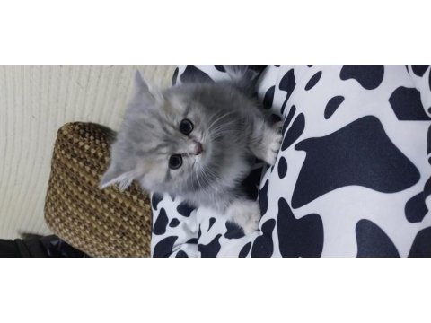 Teslime hazır british shorthair yavrumuz