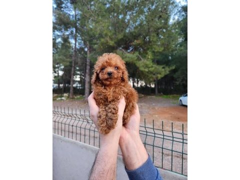 Kore kan toy poodle yavruları