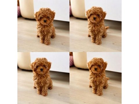 Mersin toy poodle yavrumuz