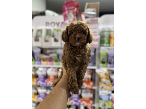 Toy poodle miniklerimiz için arayabilirsiniz