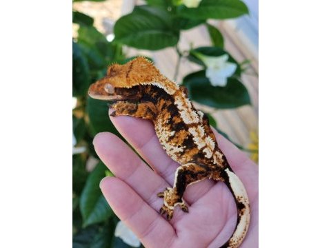 Crested ve leopard geckolar