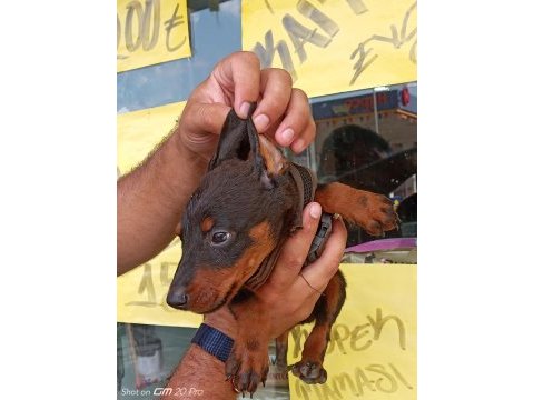 Doberman yavrular 19/05 doğumlu cipli karneli