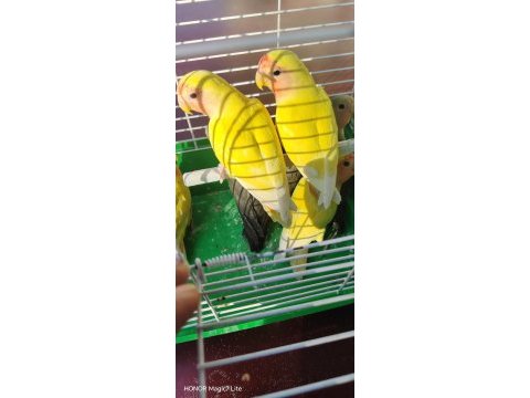 Yeni yeme düştü papağanımız