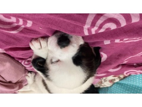 Acil sahiplendirme maltipoo