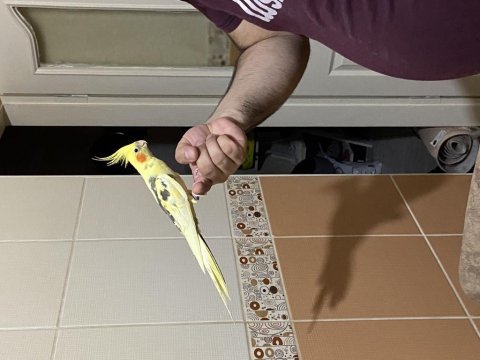 1,5 yaşında erkek sultan papağanı