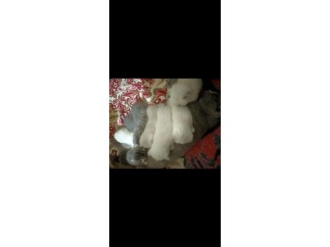 Dişi scottish fold kedime yeni yuva