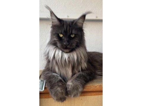 Xxxl 2 erkek yavru maine coon