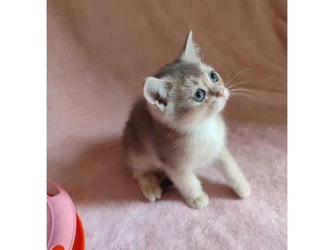 Şafkan british shorthair
