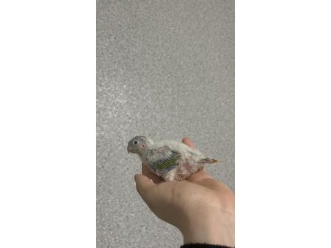 El besleme konur papağanı 15 günlük