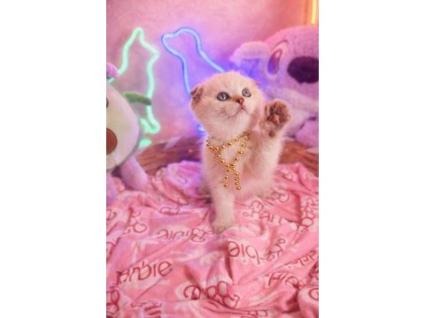 Top kafa scottish fold ve british shorthair yavrular