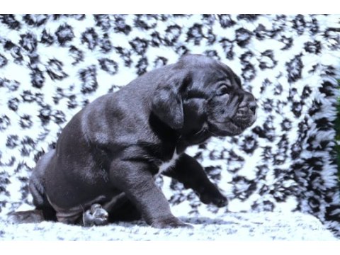 Fcı-kıf secereli safkan cane corso