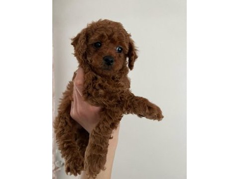 Red brown korelan toy poodle yavrular