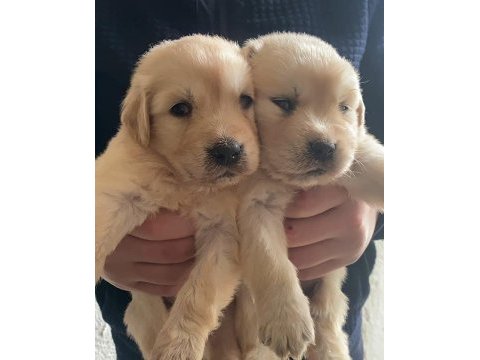 Golden retriever yavrular