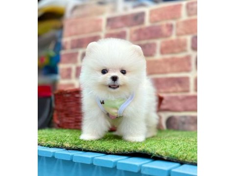 Teddy pomeranian boo ayı surat