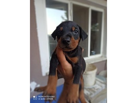 Doberman yavrularım sağlık ve ırk garantilidir