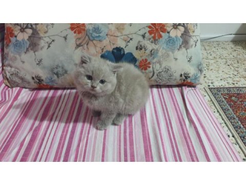 Harika sevimli ve uyumlu bir kedimiz