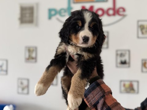 Petmode köpek çiftliğinden bernese yavrumuz
