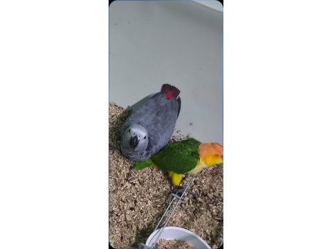 Silver gümüş renk kırmızı kuyruk jako yavru