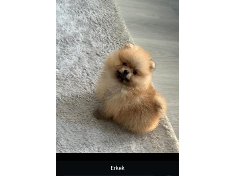 3 aylık pomeranian boo ve teddy bear kardeşler