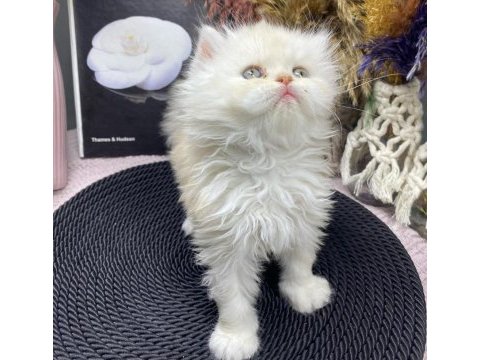 Masmavi gözlü kar beyazı british longhair yavrumuz