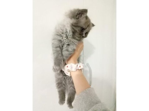 British longhair yavrumuz
