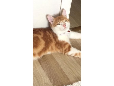 Sarman erkek kedimiz