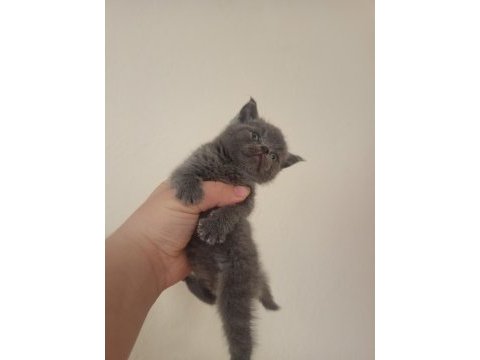Uygun british shorthair yavrular sahibini bekliyor